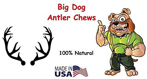 Big Dog Antler Chews: idéal pour usage intérieur, sans odeur ni traces graisseuses.