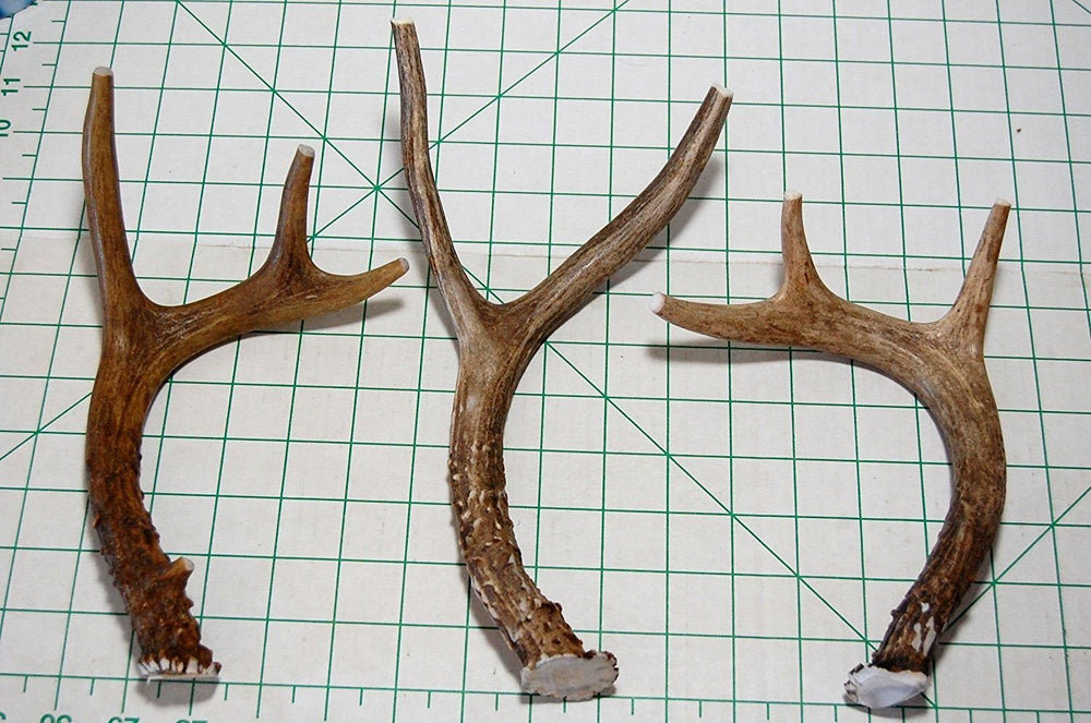 Big Dog Antler Chews – utilisation en interieur, sans odeur ni residu.