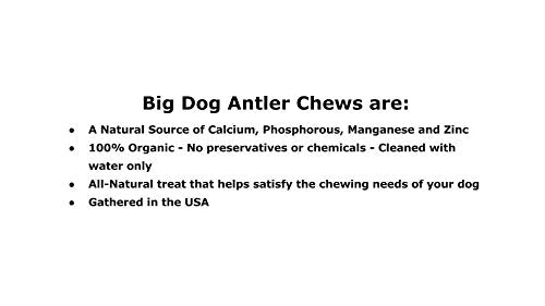 Big Dog Antler Chews – usage intérieur sans odeur ni gras sur le sol.