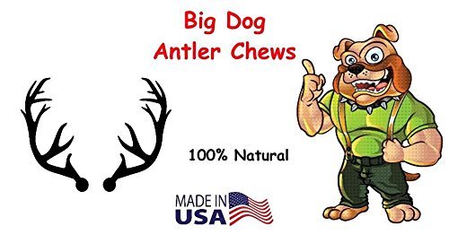 Big Dog Antler Chews parfait pour usage intérieur sans dégâts.