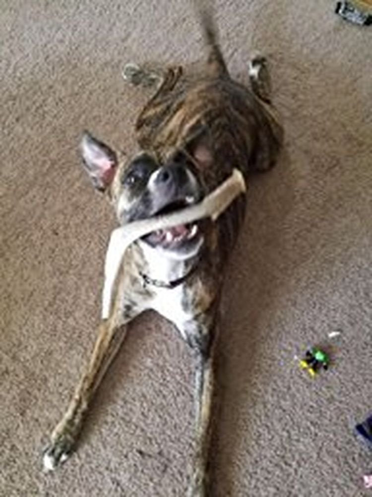 Pour chiens grands et robustes, mastication longue durée