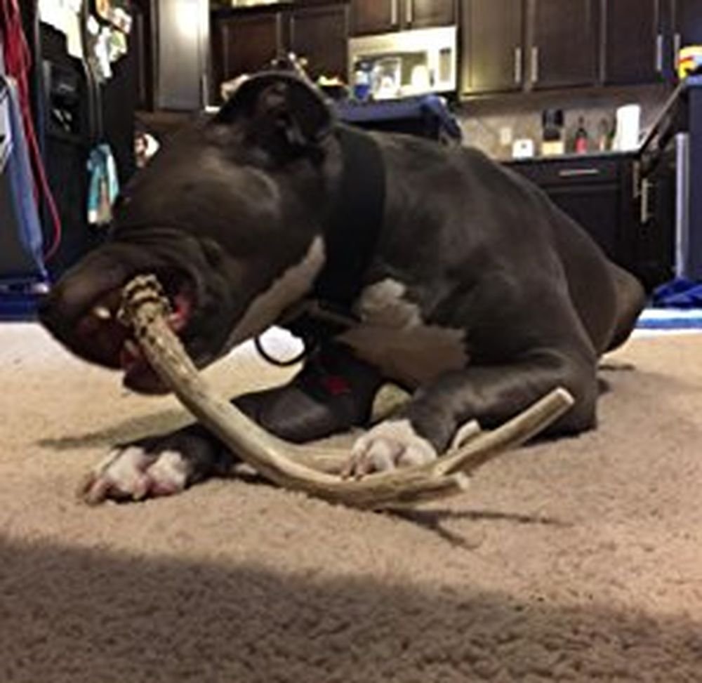 Contrôle du tartre grâce à la mastication
