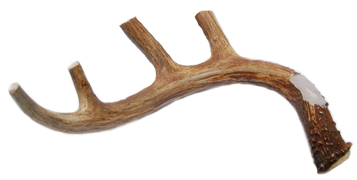 Big Dog Antler Chews XL ramure entiere, pointe coupee pour la securite canine