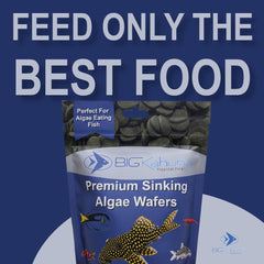 BIG KAHUNA TROPICAL FISH wafers algues pour poissons de fond, texture croquante.