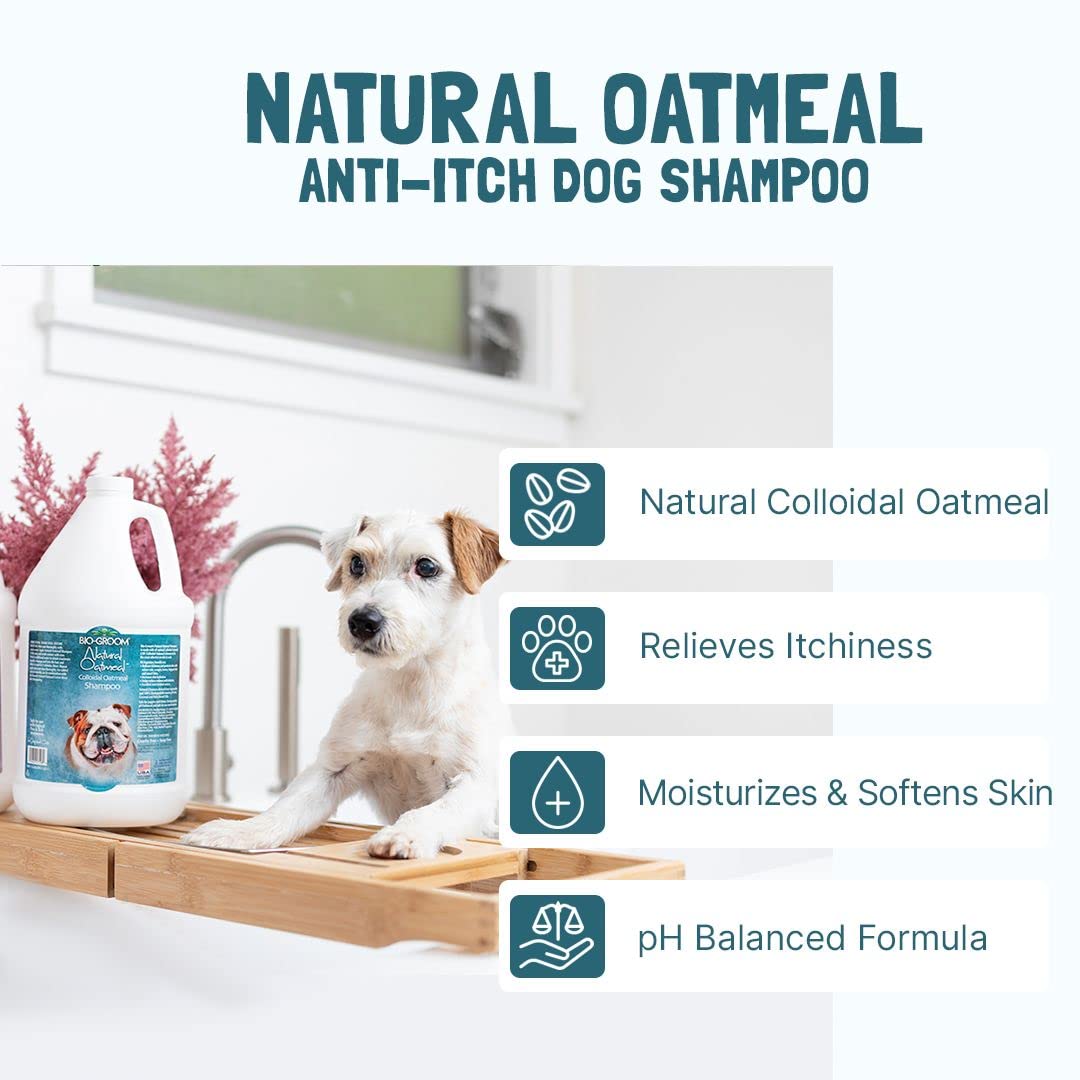 Pelage brillant après bain avec Bio-Groom Shampoing Avoine