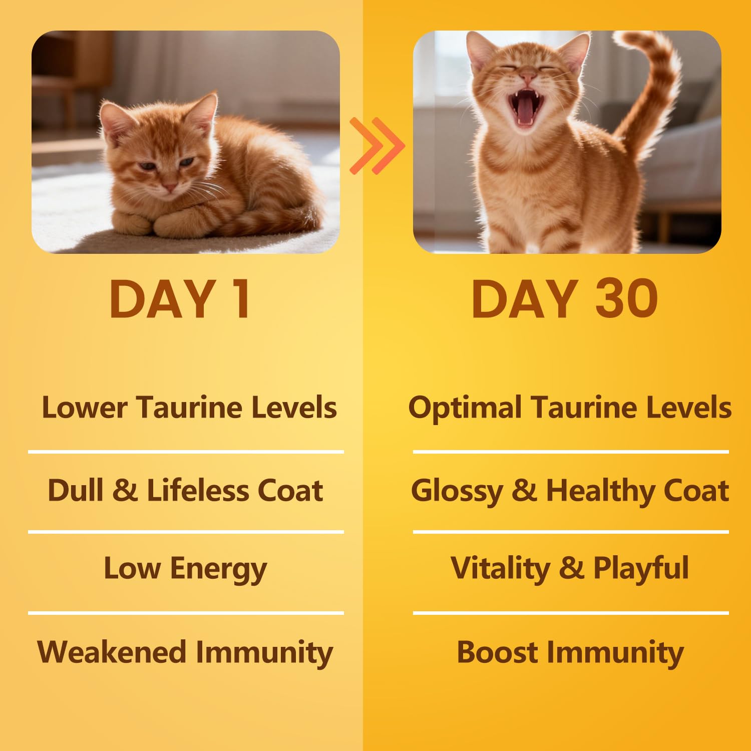 Pelage brillant possible avec BioBiopaw Taurine pour chats.