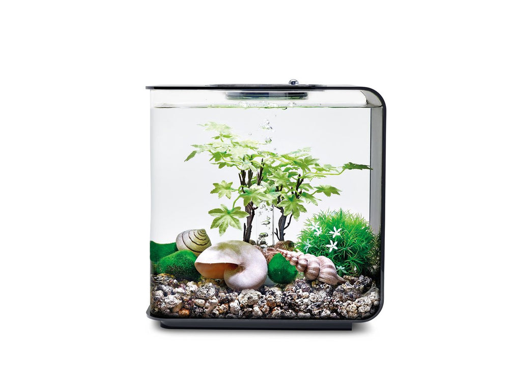 biOrb Déco Été boule-fleurs daisies, ajoute une touche florale lumineuse et apaisante.