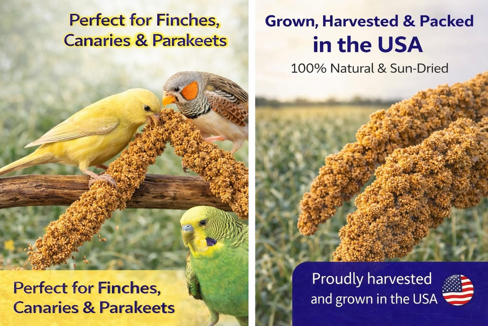 Birds LOVE forage naturel des oiseaux, comportement instinctif encouragé.