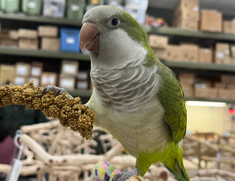 Birds LOVE Germer millet – possibilité de germination pour varier les textures