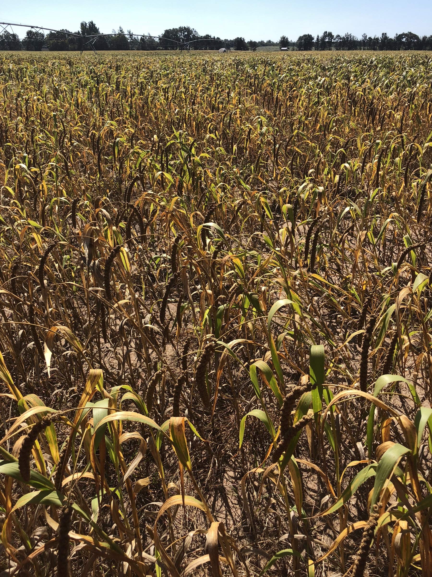 Birds LOVE millet emballage USA, origine et emballage clairs.