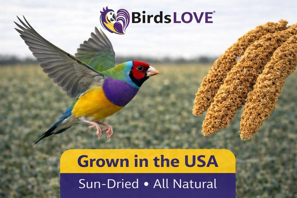 Birds LOVE Millet en spray – source d'énergie naturelle pour vos oiseaux.