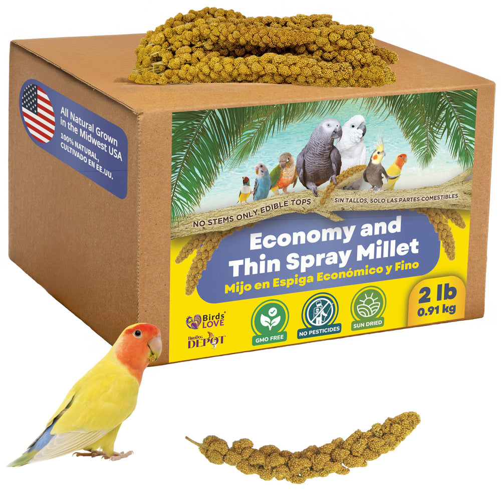 Birds LOVE millet entier sans tiges, idéal pour forage naturel dans la cage.
