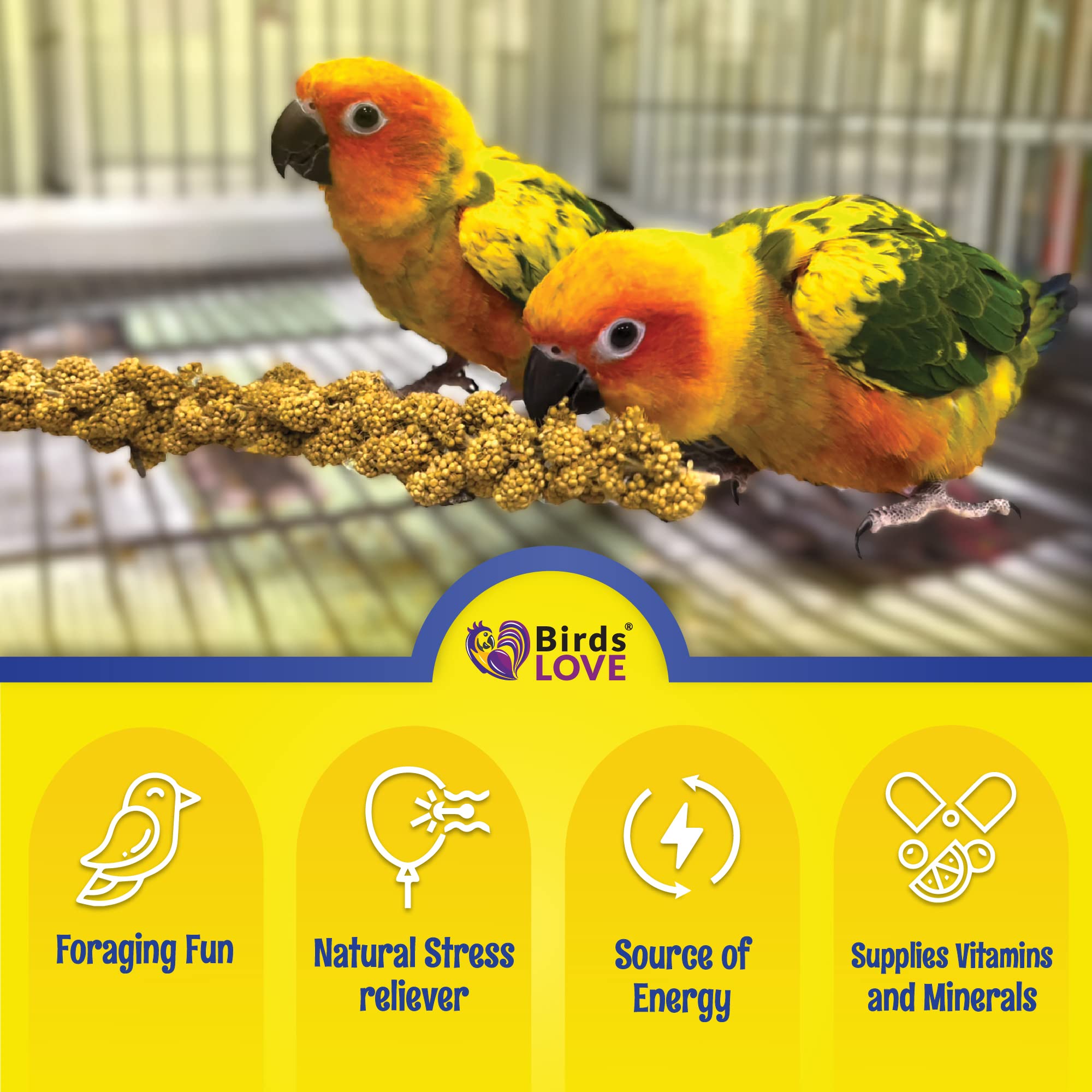Birds LOVE millet forage naturel, stimulation pour oiseaux.