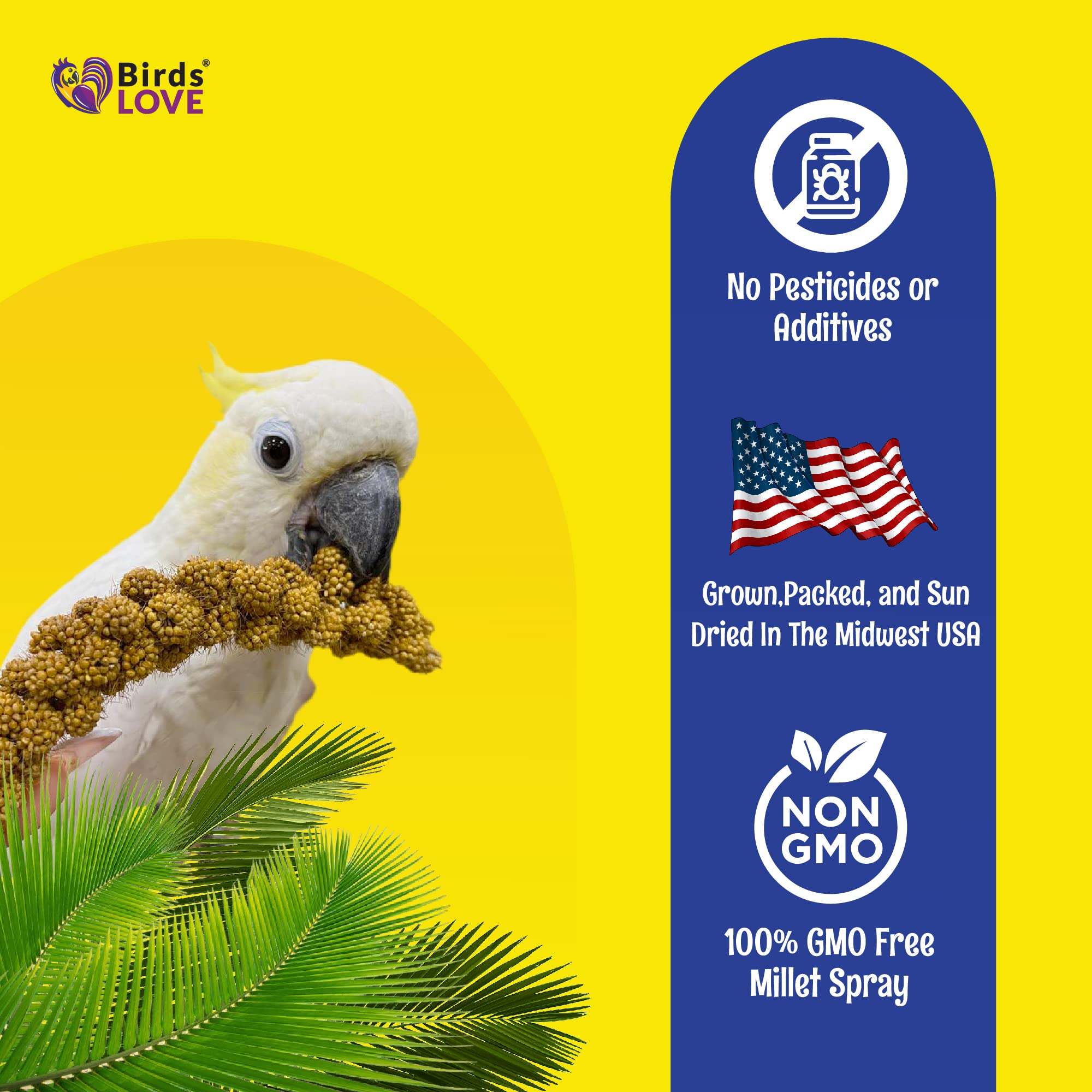 Birds LOVE Millet du Midwest – millet cultivé aux États‑Unis