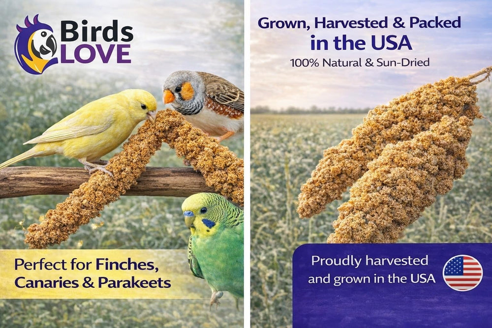 Birds LOVE Morceaux de millet 2,5 à 5 pouces – variété adaptée.