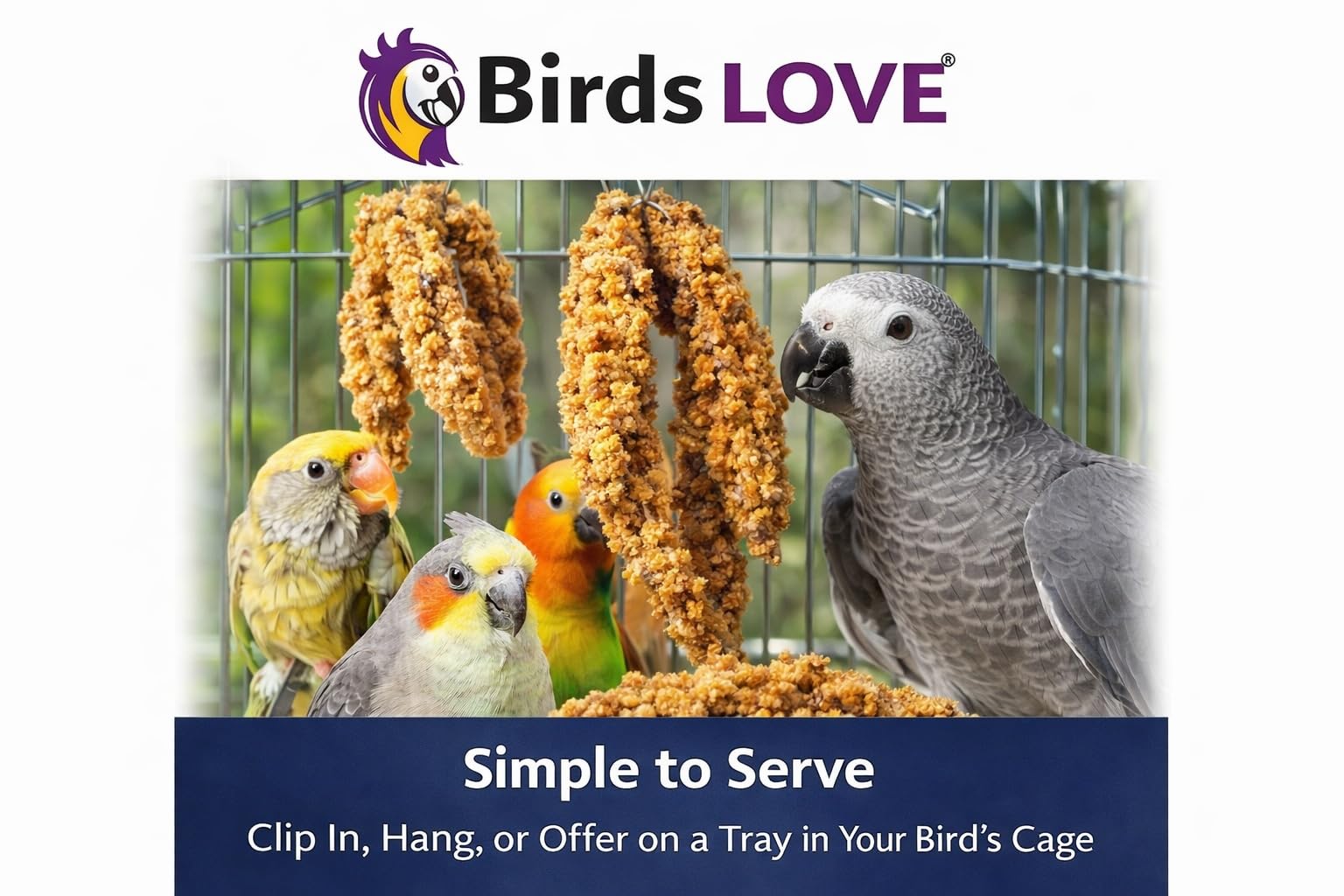 Birds LOVE millet pour oiseaux exotiques, régal pour les espèces variées.