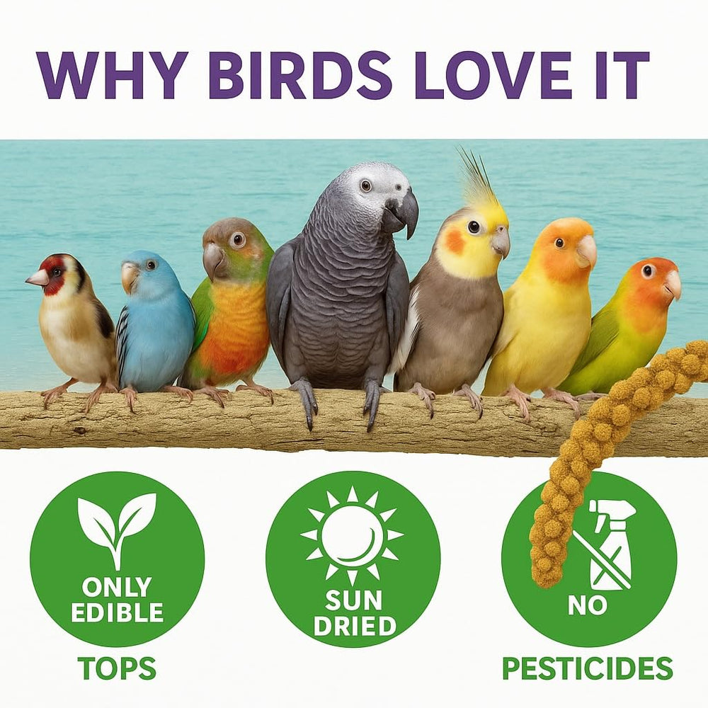 Birds LOVE millet pour perruches: facile à servir dans la cage