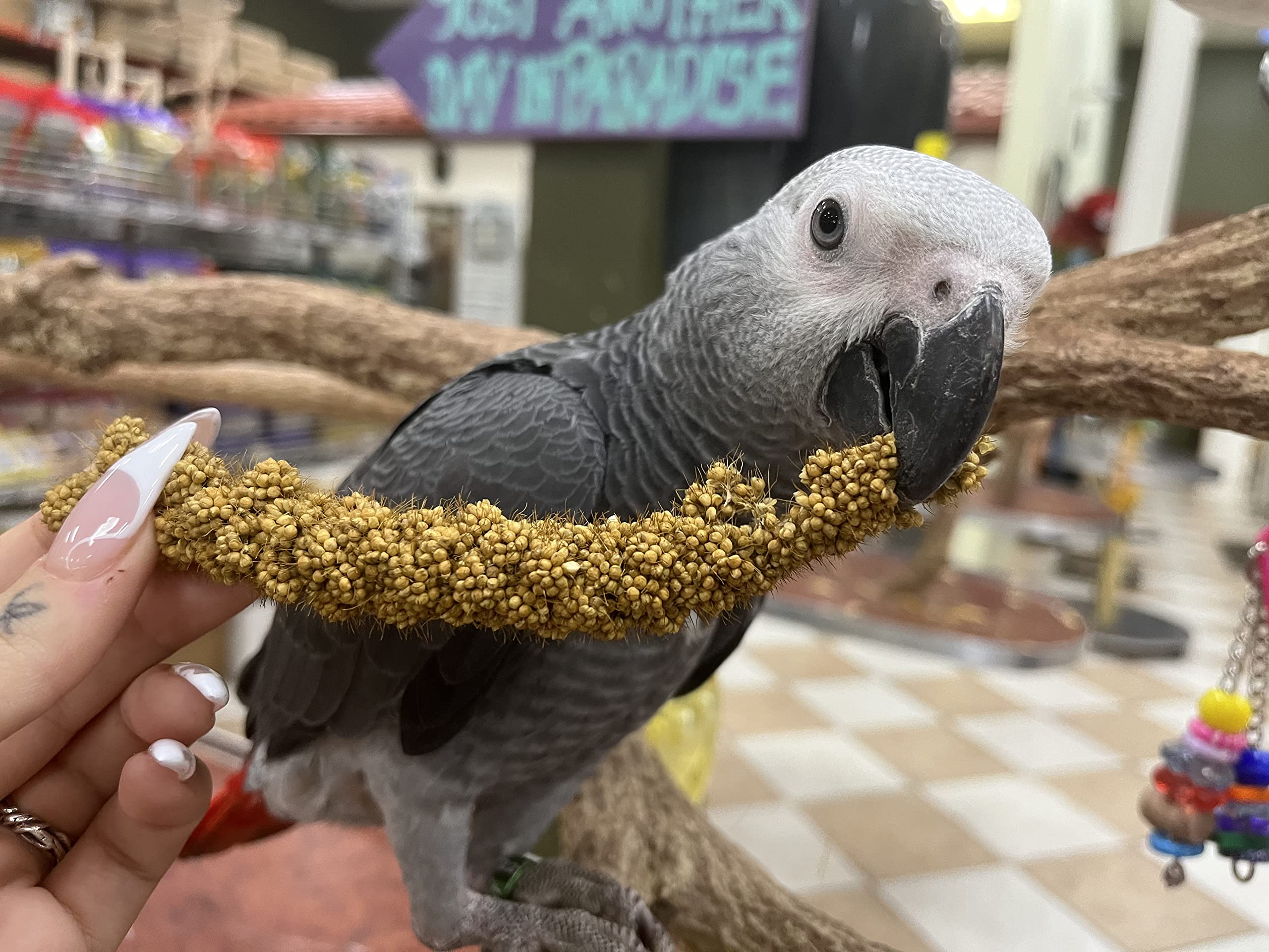 Birds LOVE Non‑GMO millet – option naturelle pour l’alimentation