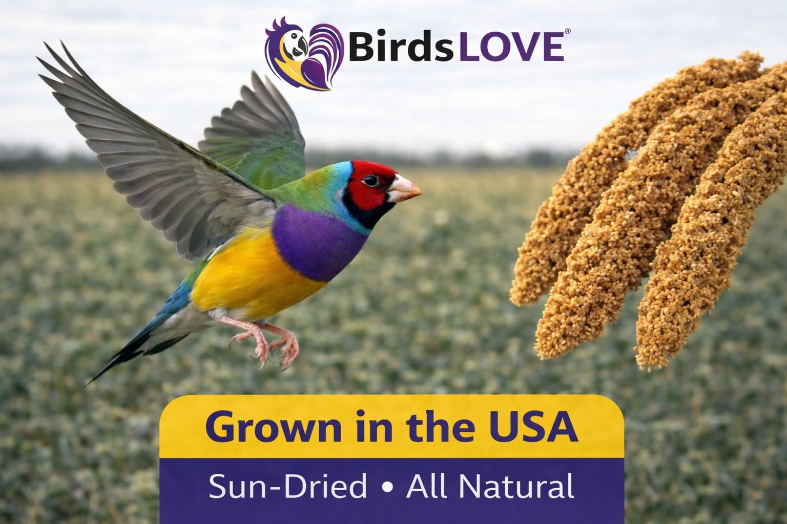 Birds LOVE servir le millet dans la cage, collation saine et pratique.