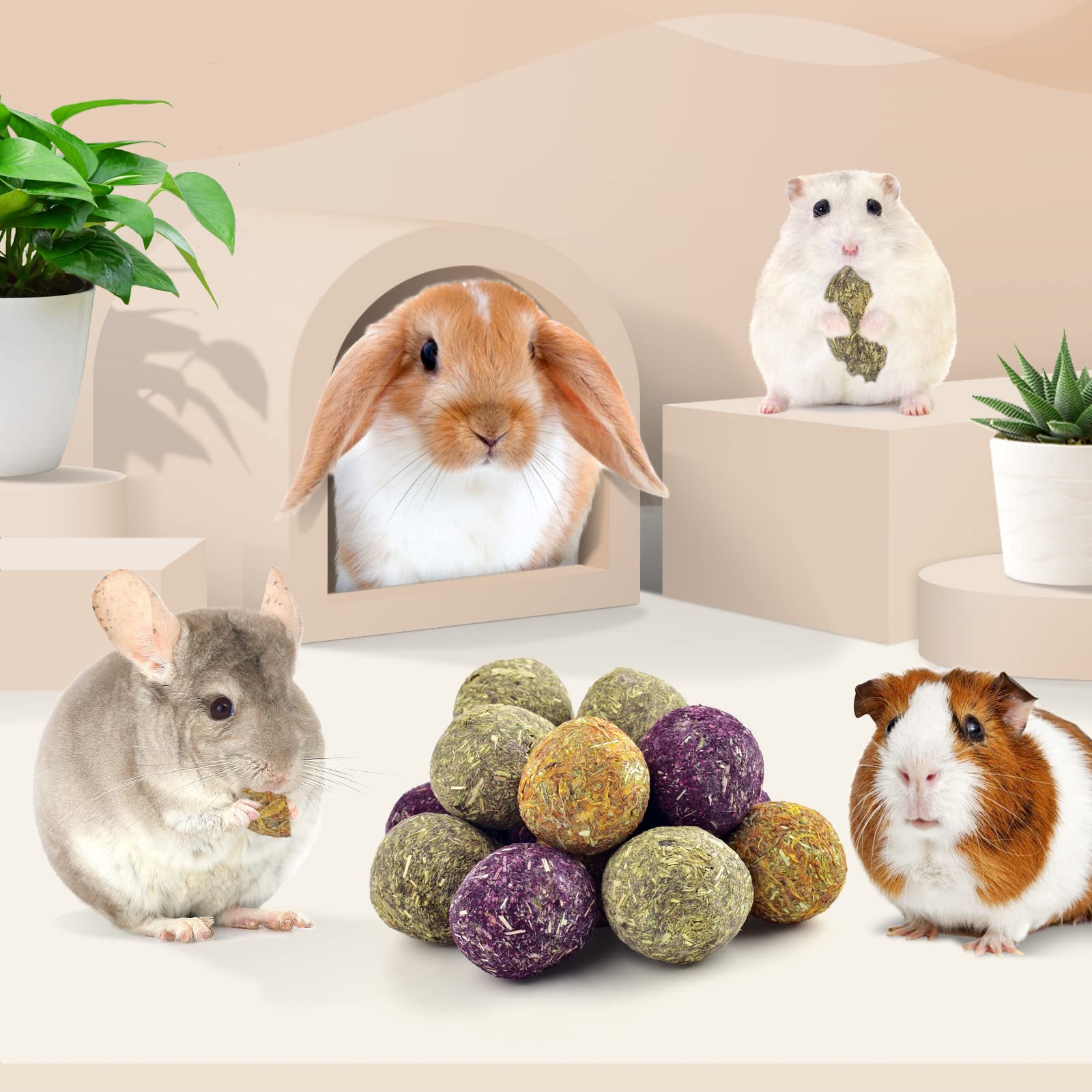 Bissap Bunny : activité interactive qui favorise l’interaction avec votre animal.