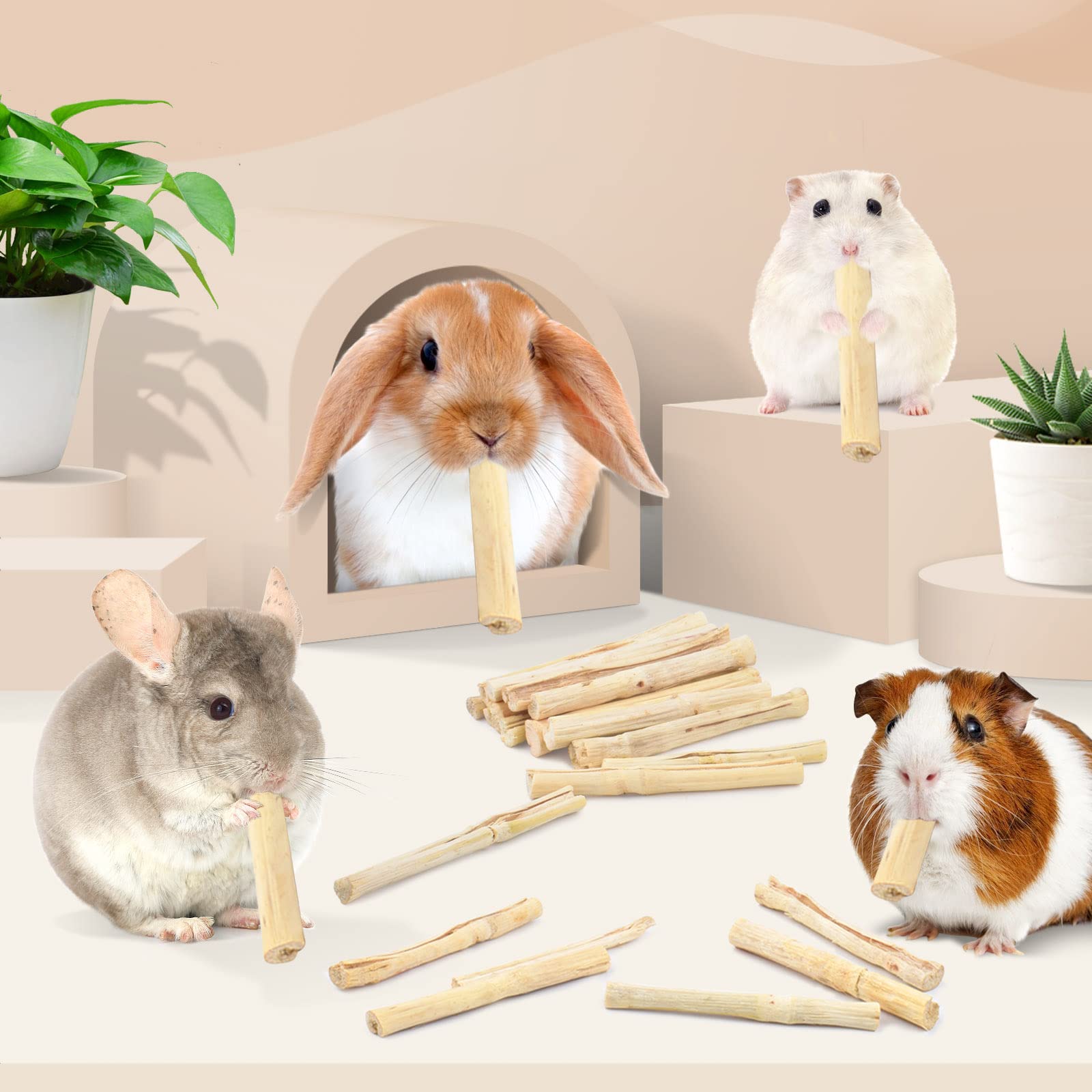 Interaction avec les animaux Bissap favorise le lien et le jeu.