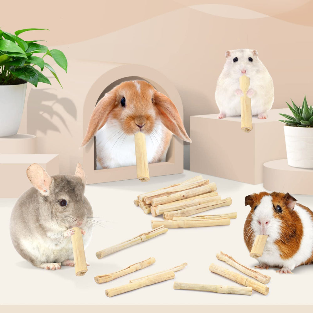 Interaction avec les animaux Bissap favorise le lien et le jeu.