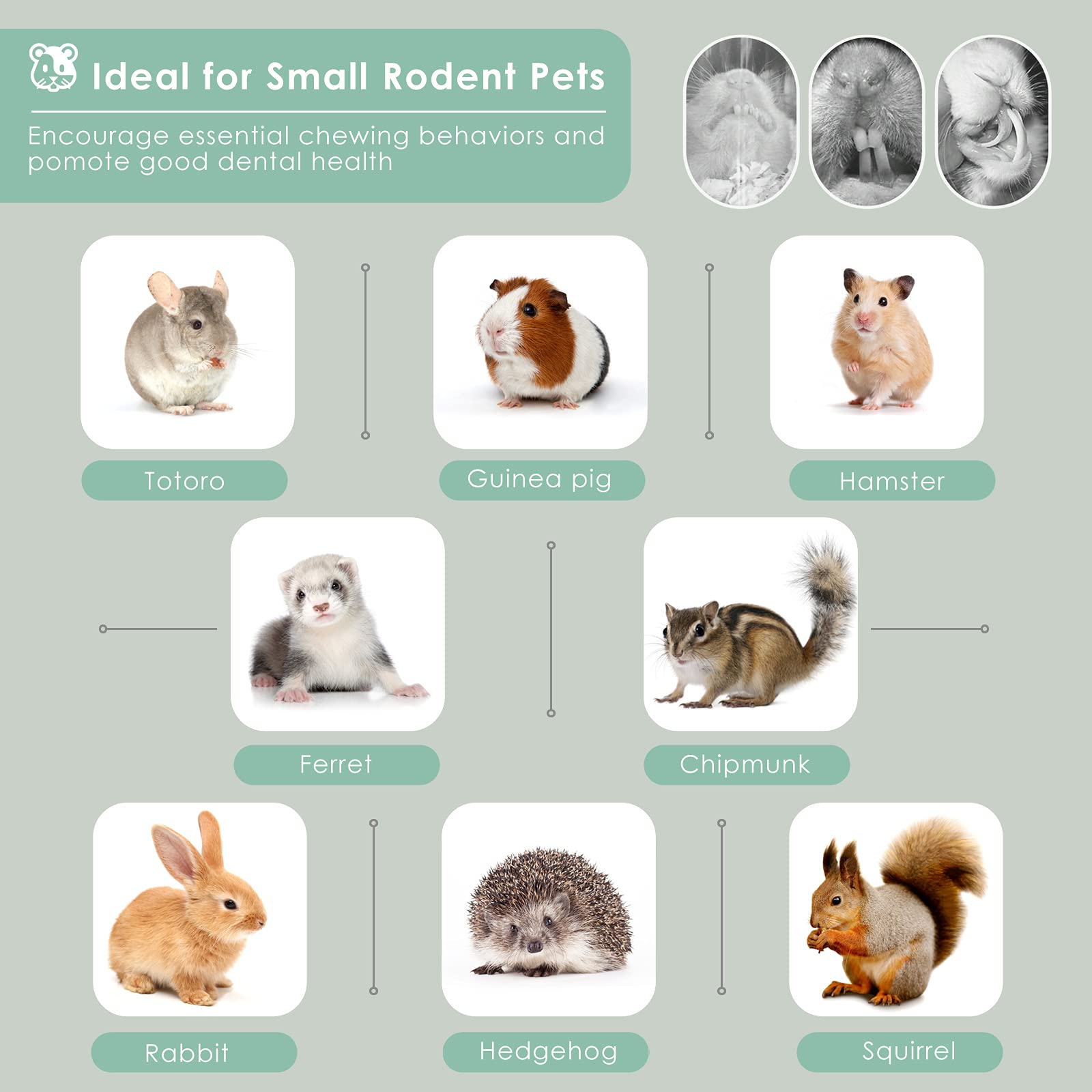 Bissap peut être offert comme jouet interactif et cadeau pour votre animal