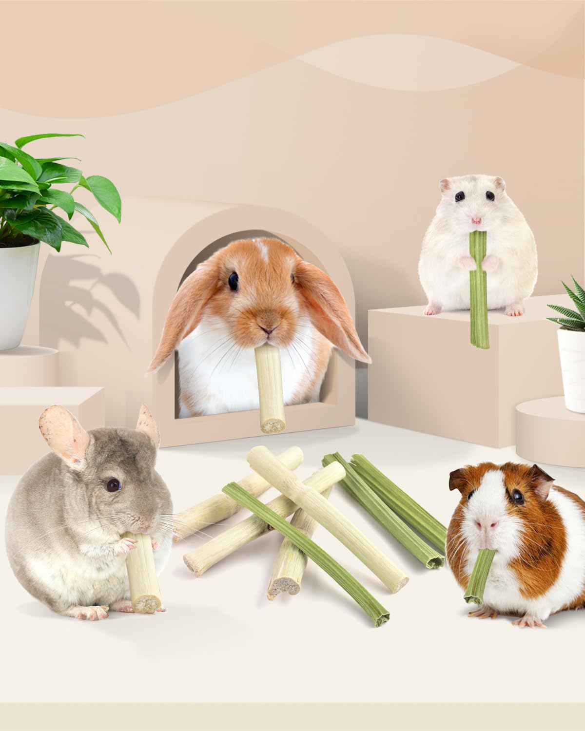 Bissap santé dentaire potentielle chez les rongeurs grâce à la mastication.