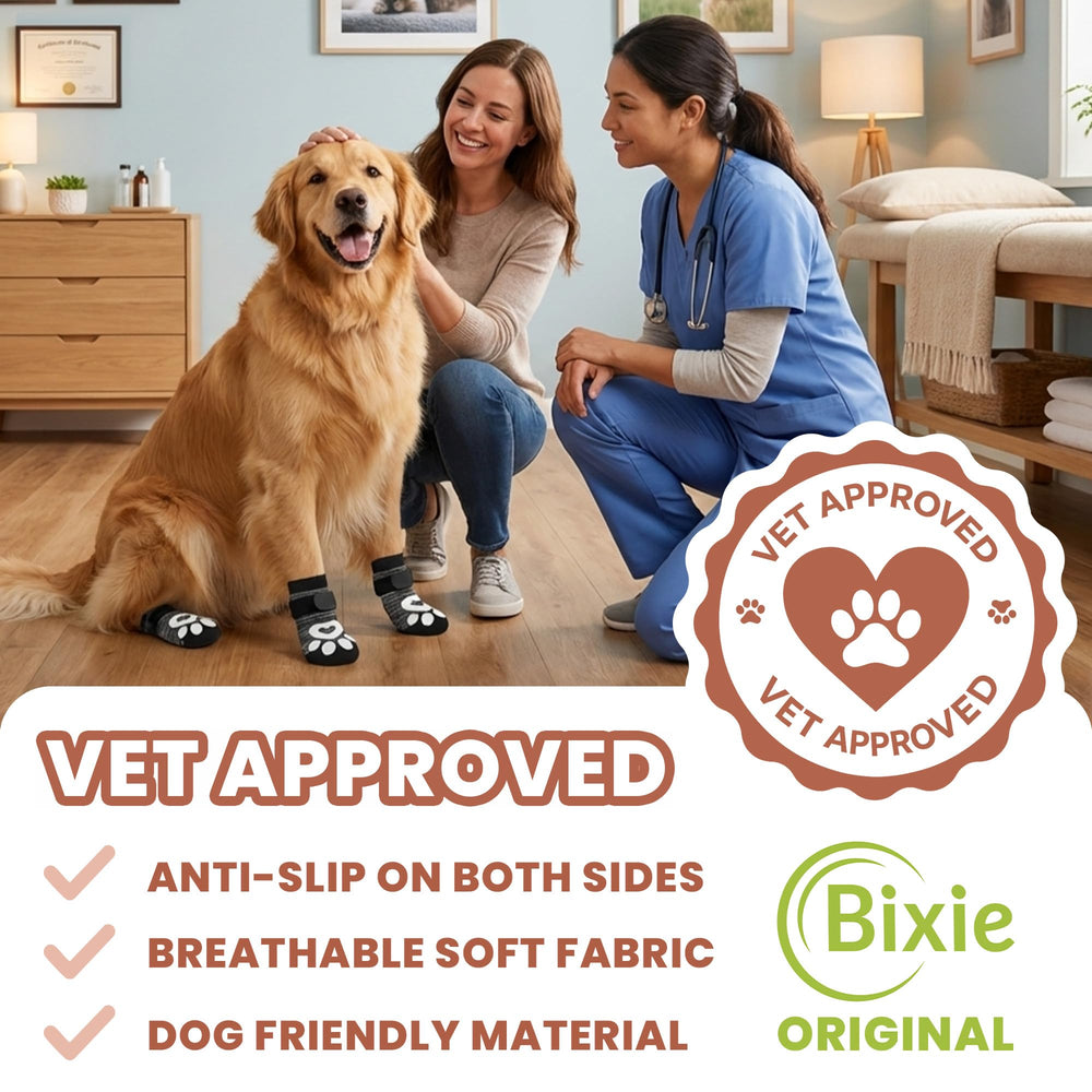 Protection des pattes du chien lors d une sortie extérieure avec Bixie
