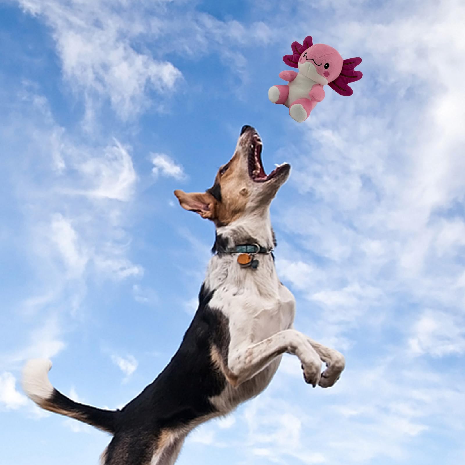 Cadeau idéal pour chien Blnboimrun axolotl, parfait pour jeux en intérieur ou extérieur.