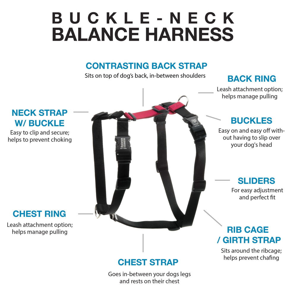 Laisse Blue-9 d'entraînement quatre pieds pour un apprentissage en laisse plus fluide.