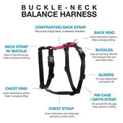 Laisse Blue-9 d'entraînement quatre pieds pour un apprentissage en laisse plus fluide.