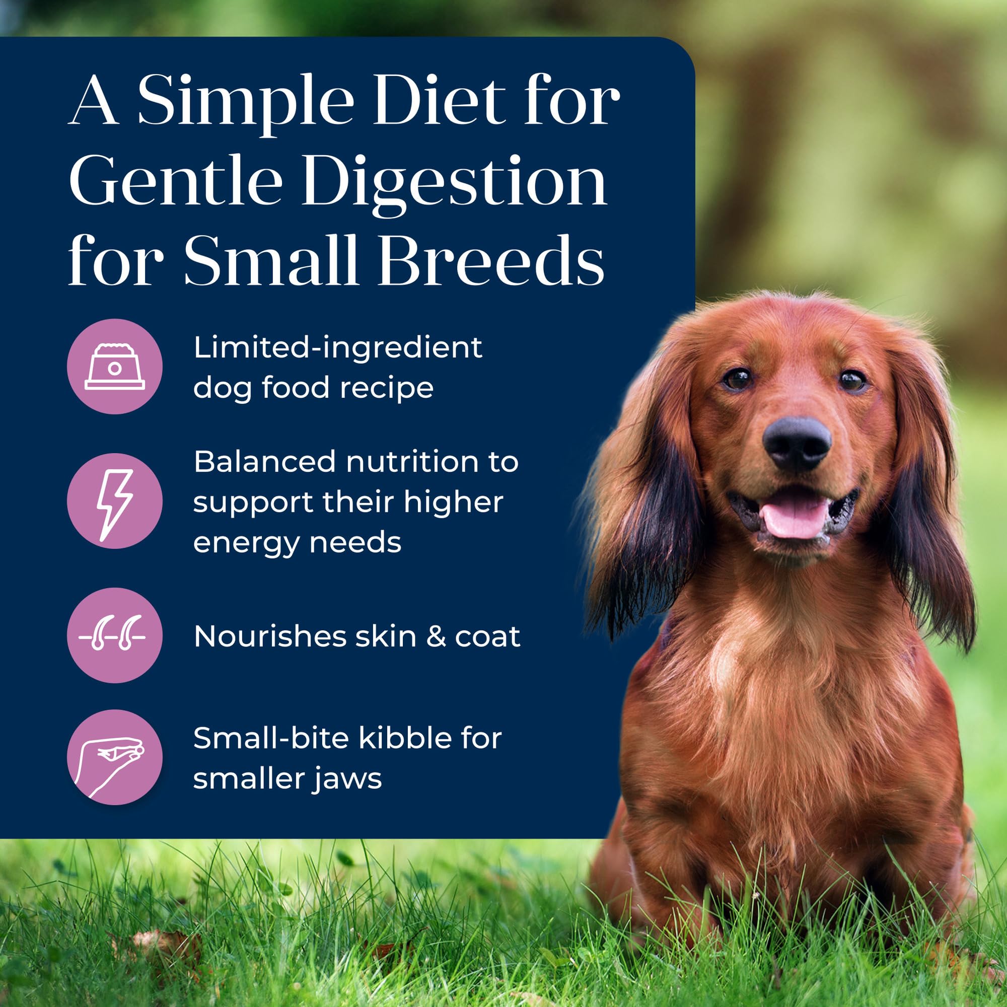 Bol pour chien avec croquettes Blue Buffalo Basics, soutien digestif potentiel.