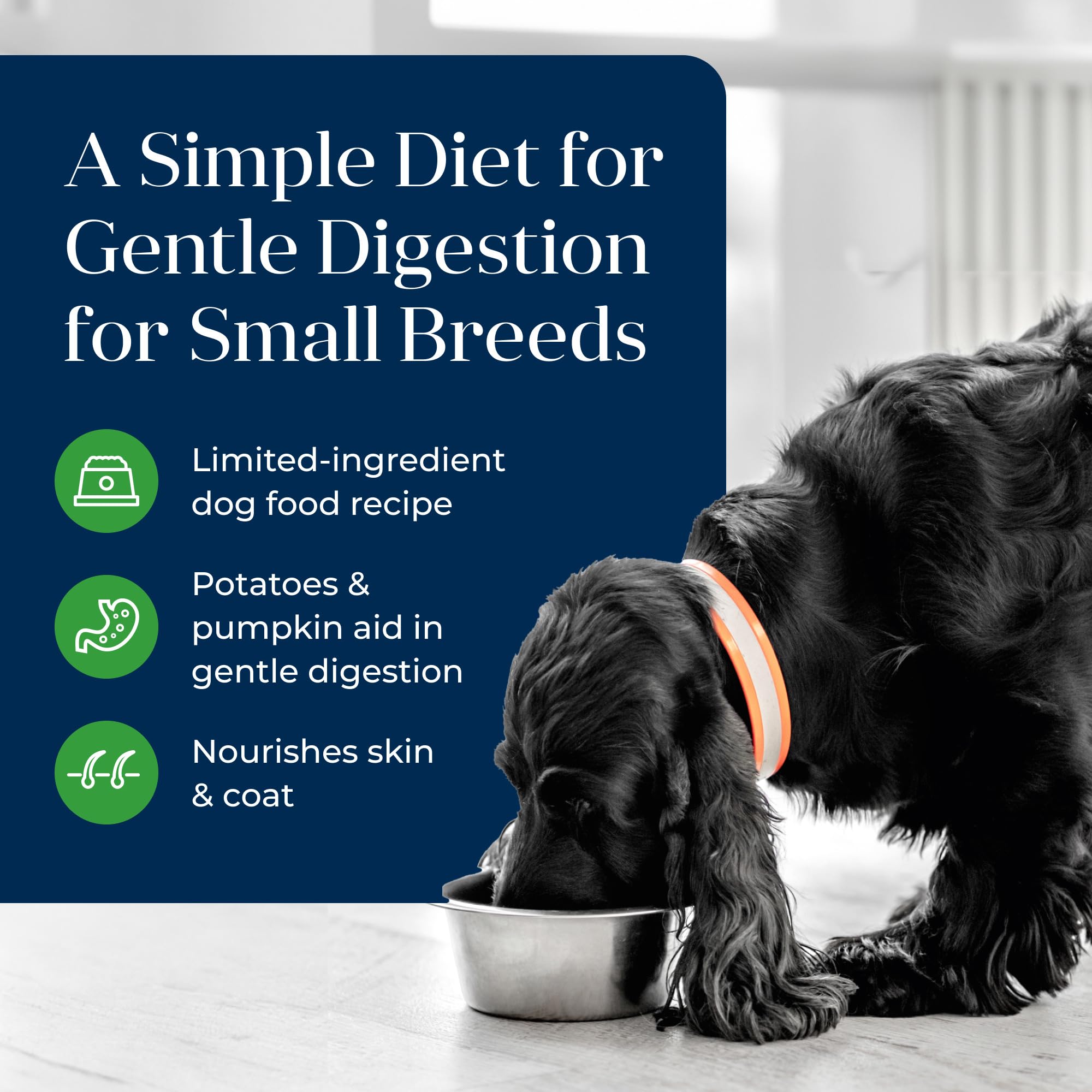 Blue Buffalo Basics, digestion douce pour les petits chiens exigeants.