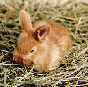 Blue Mountain Hay récolte fraîche et propre, idéal comme complément alimentaire.