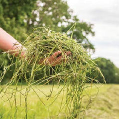 Blue Mountain Hay fibre digestible élevée, soutient la digestion et l’équilibre intestinal.