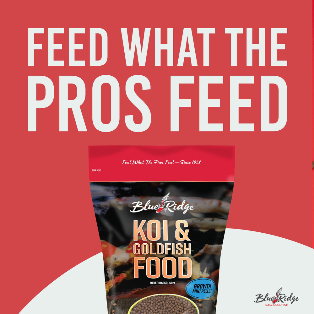 Koï s alimentant à la surface avec Blue Ridge Koi Food en pellets flottants.