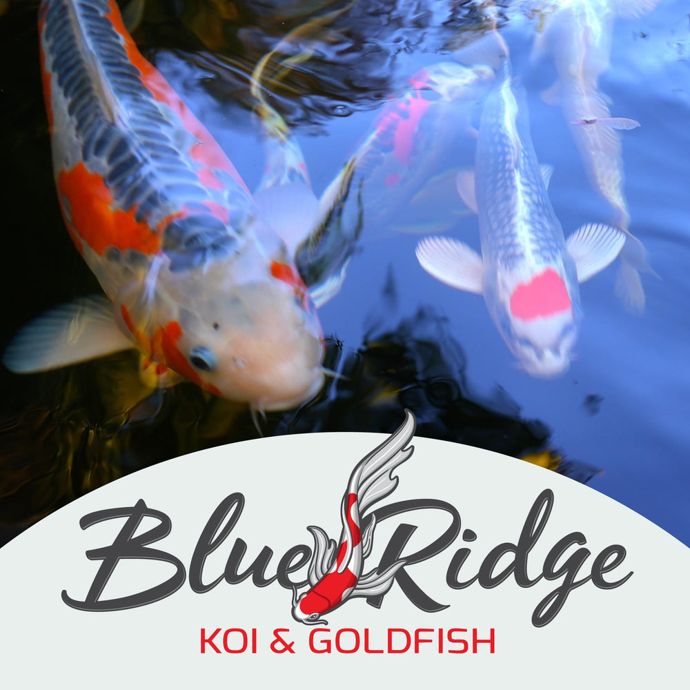 Blue Ridge Koi Food, nutrition équilibrée pour le bassin.