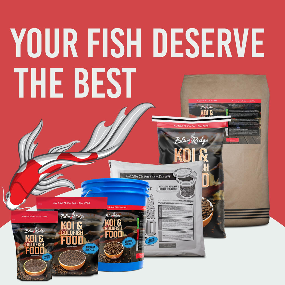 Blue Ridge Koi Food, pellets visibles sur la surface lors du repas.