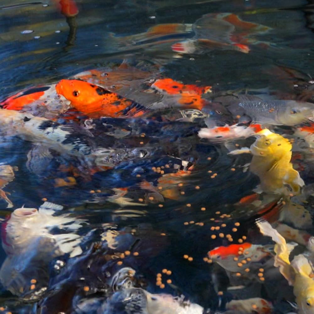Blue Ridge Koi Pellets Platine Pro – particules adaptées pour koi et poissons dorés