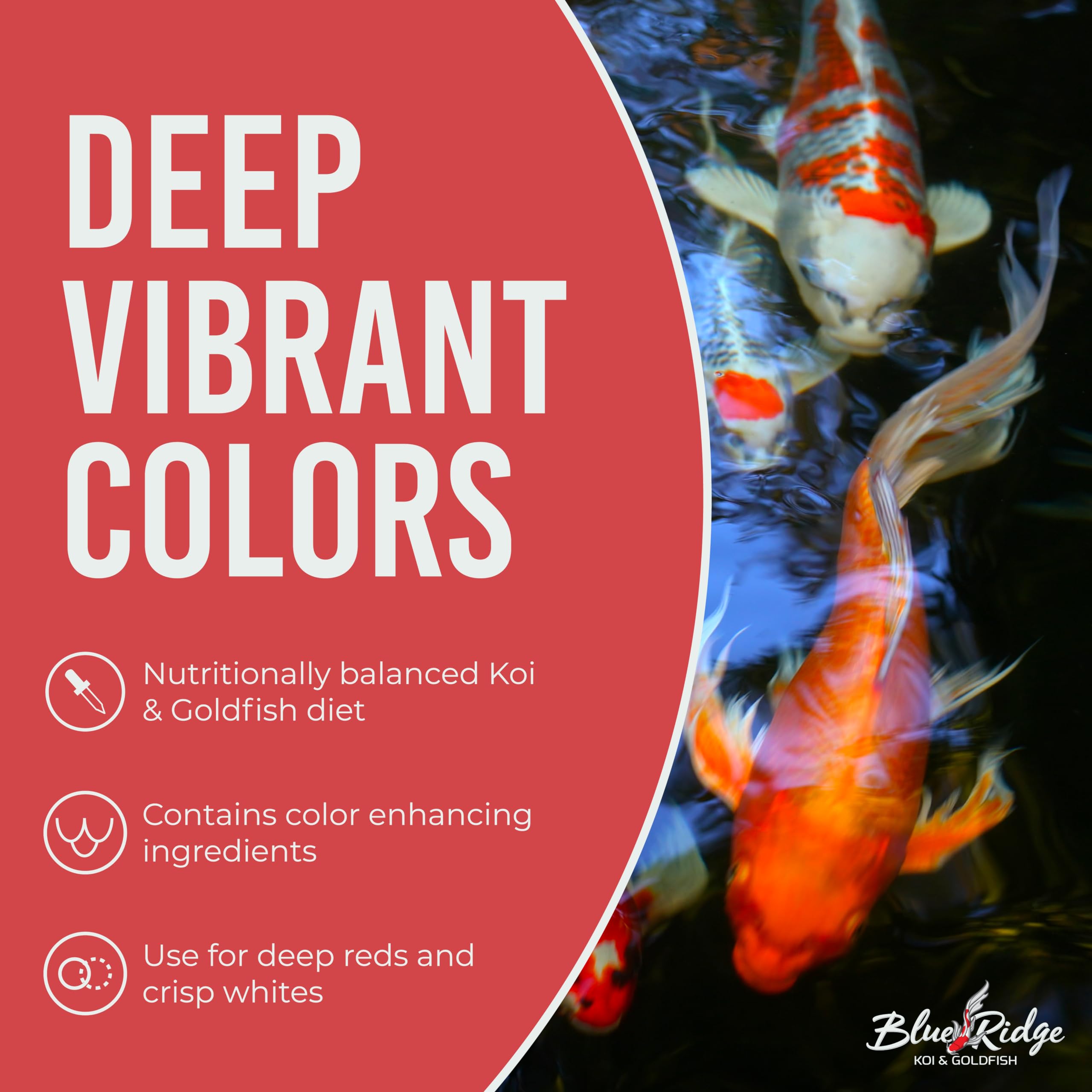 Blue Ridge Nourriture koi – pellets faciles à digérer, peu polluants.