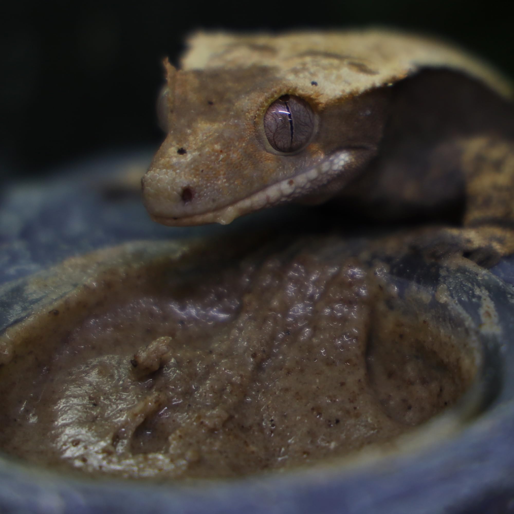 Blue River Diets Crested Gecko Diet larve noire, protéines variées pour croissance et énergie