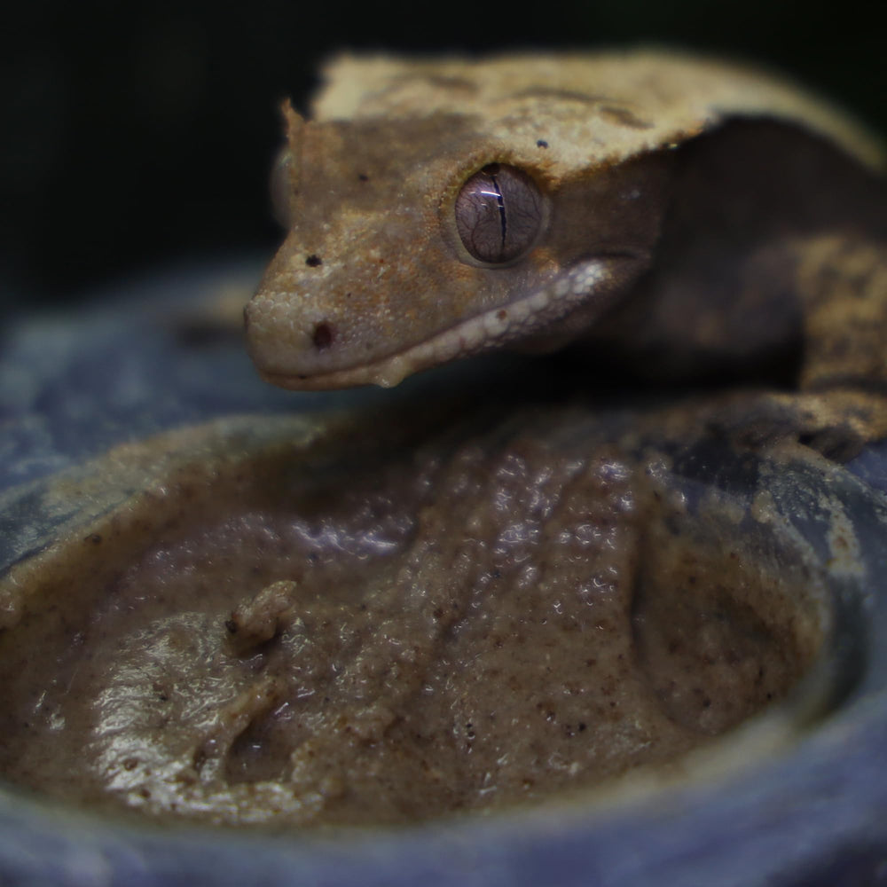 Blue River Diets Crested Gecko Diet larve noire, protéines variées pour croissance et énergie