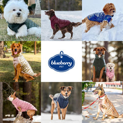 Veste Blueberry Pet col roulé, chaleur douce pour journées froides.