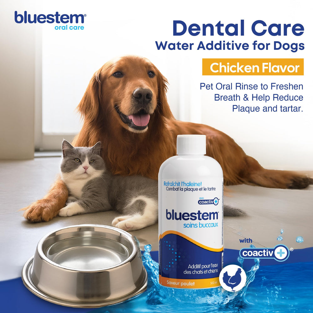 Bluestem Freshens eau dentaire poulet, usage quotidien pour bouche saine
