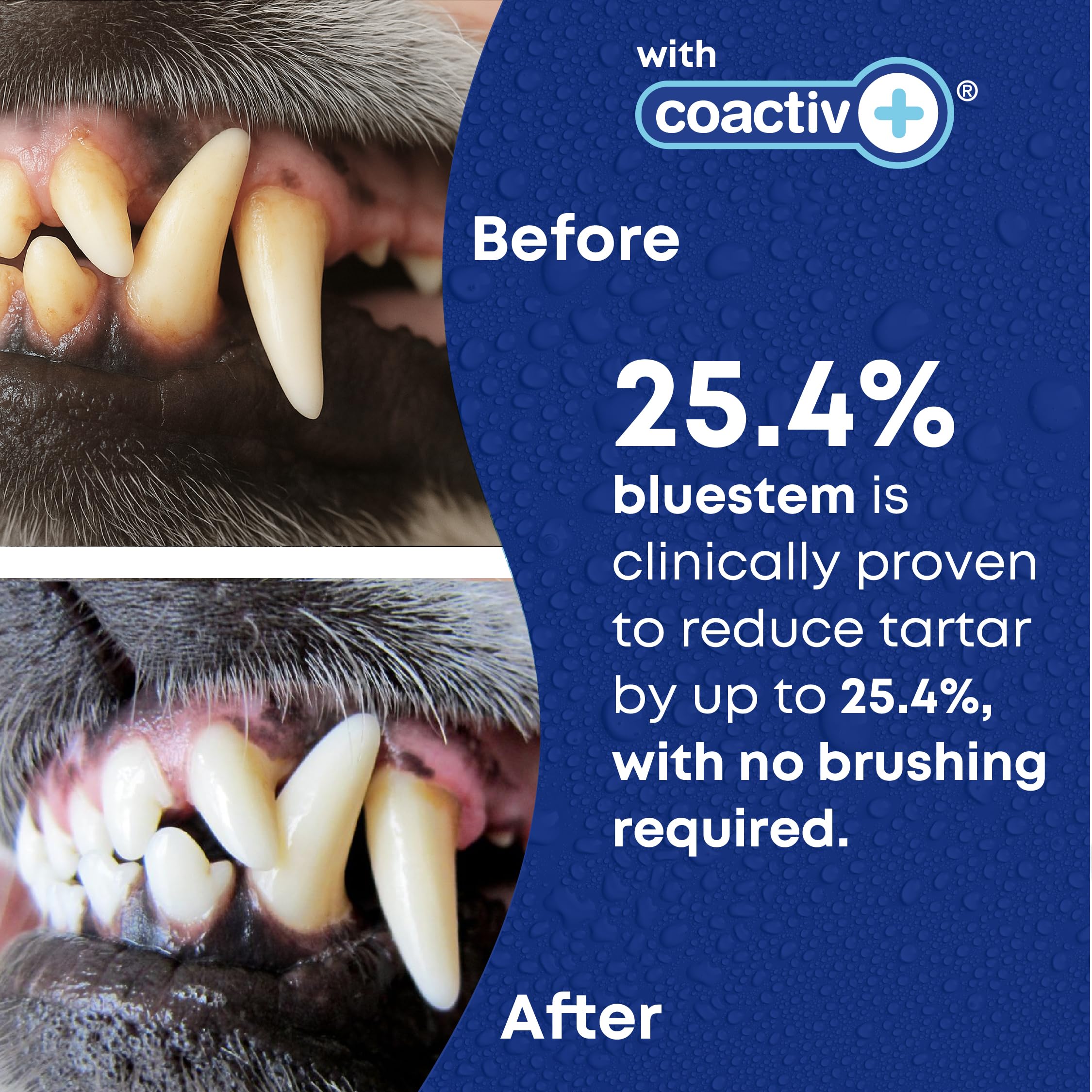 Bluestem Freshens réduction possible du tartre chez chien et chat en 84 jours