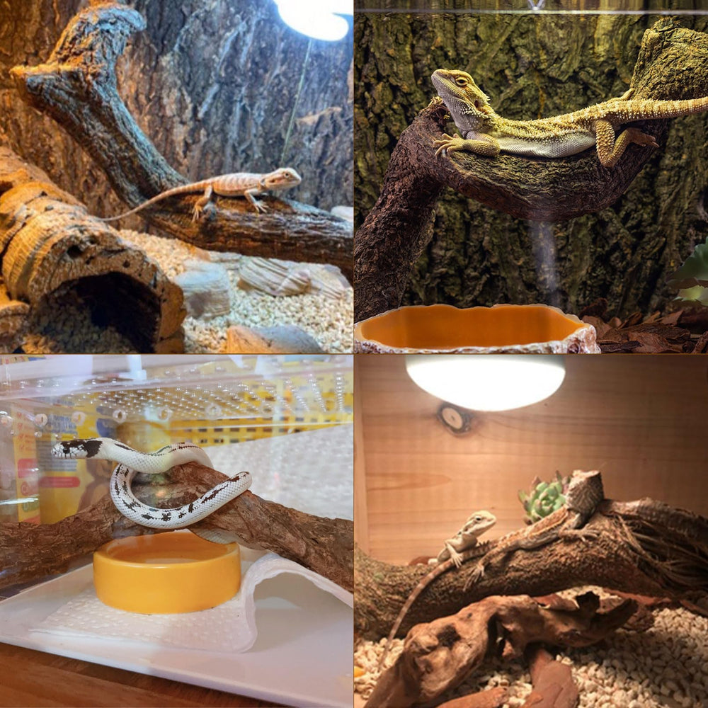 BNOSDM Branche habitat terrarium, s intègre facilement au décor général.