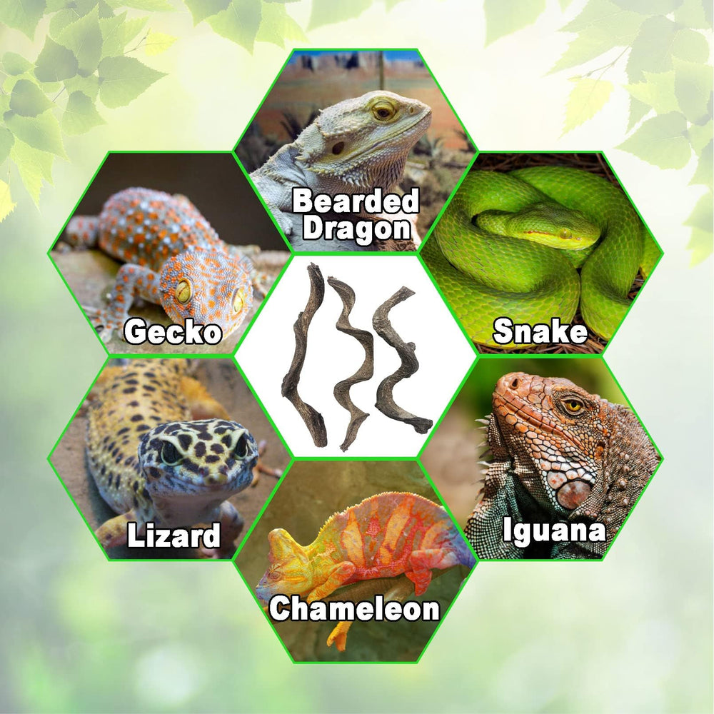 Collection BNOSDM de branches naturelles pour terrarium, variations et relief.