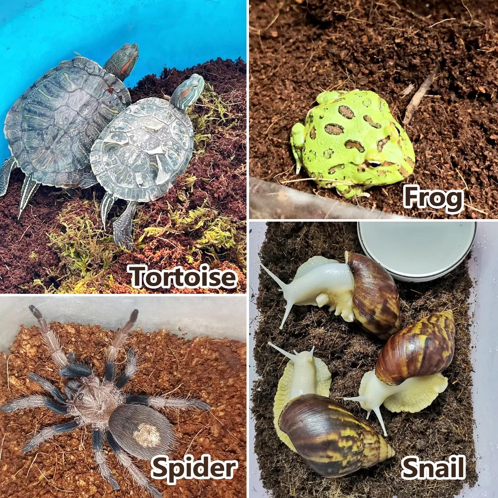 BNOSDM substrat incubation oeufs tortue, sert de lit pour l'incubation dans le terrarium.