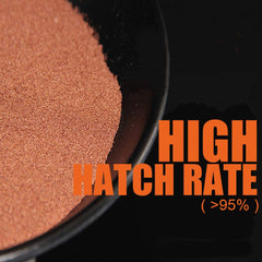 BNYEE brine comme alimentation initiale riche pour poissons et invertébrés.